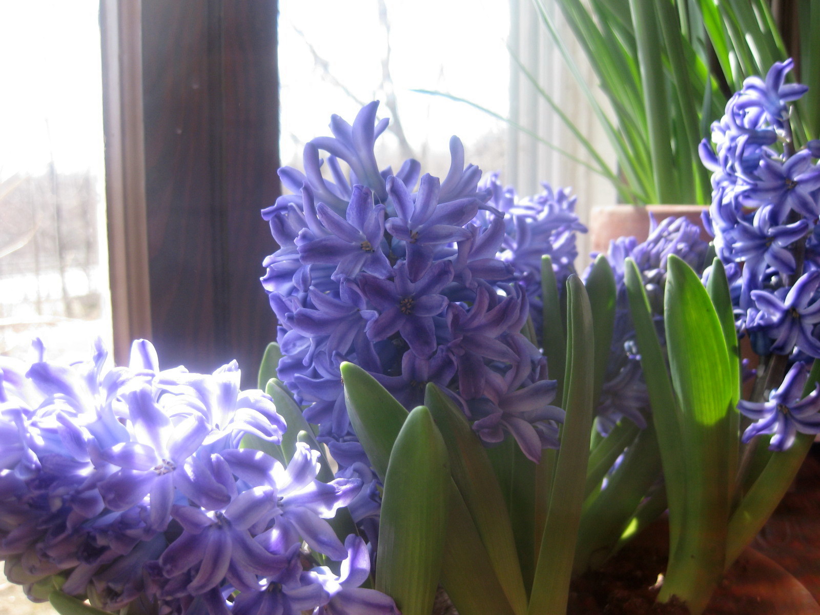 Now in Bloom: Double-Potted Hyacinths