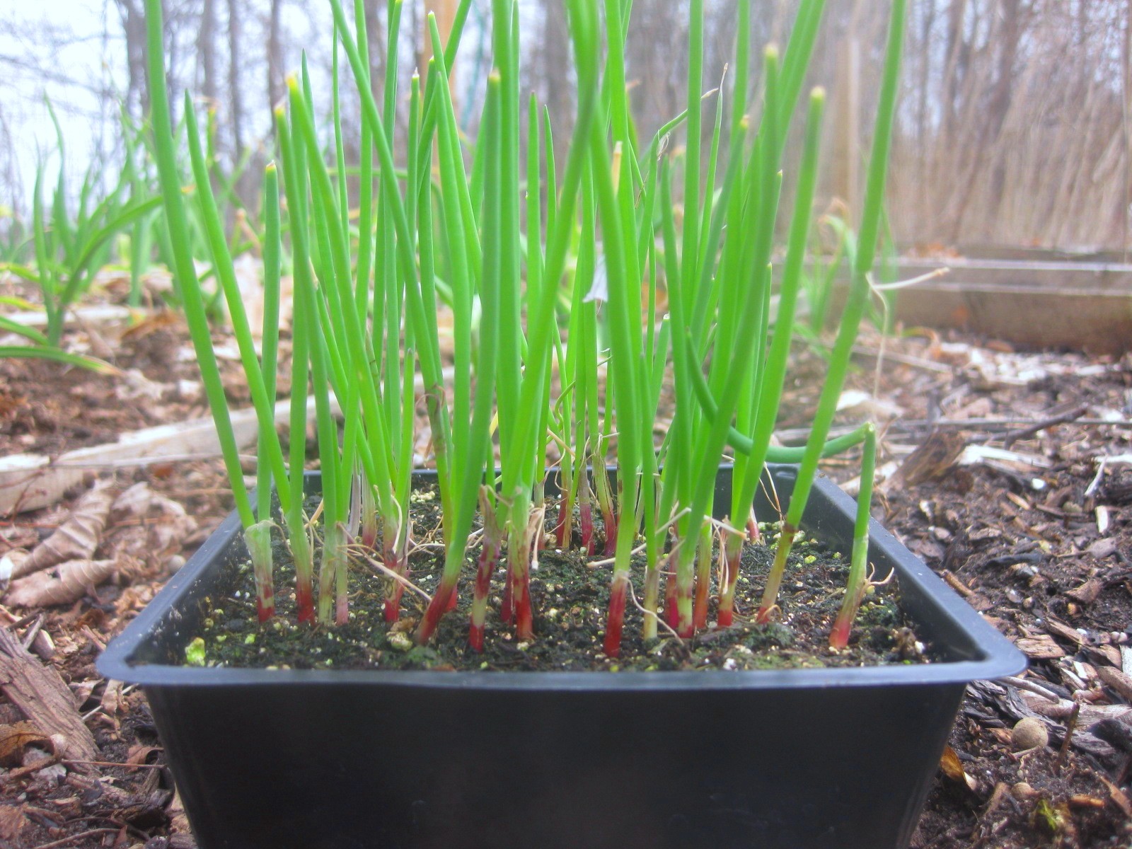 How to Separate & Plant Onion Seedlings