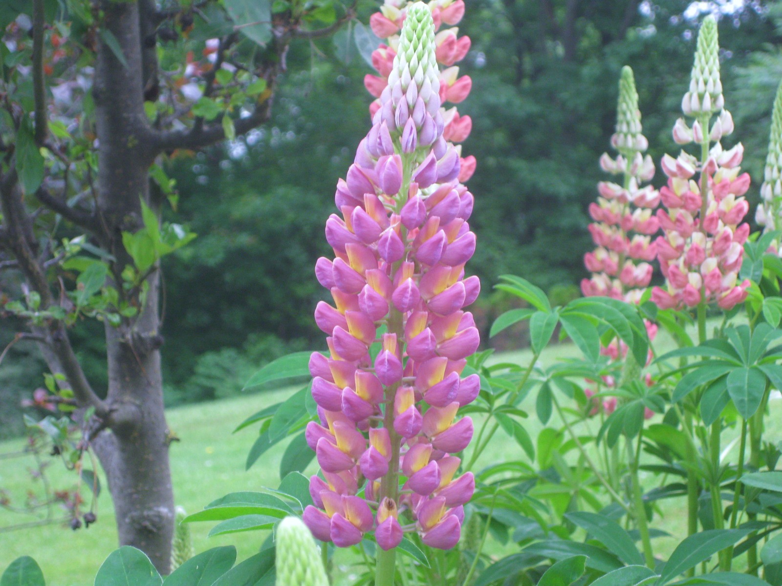 Success with Lupines