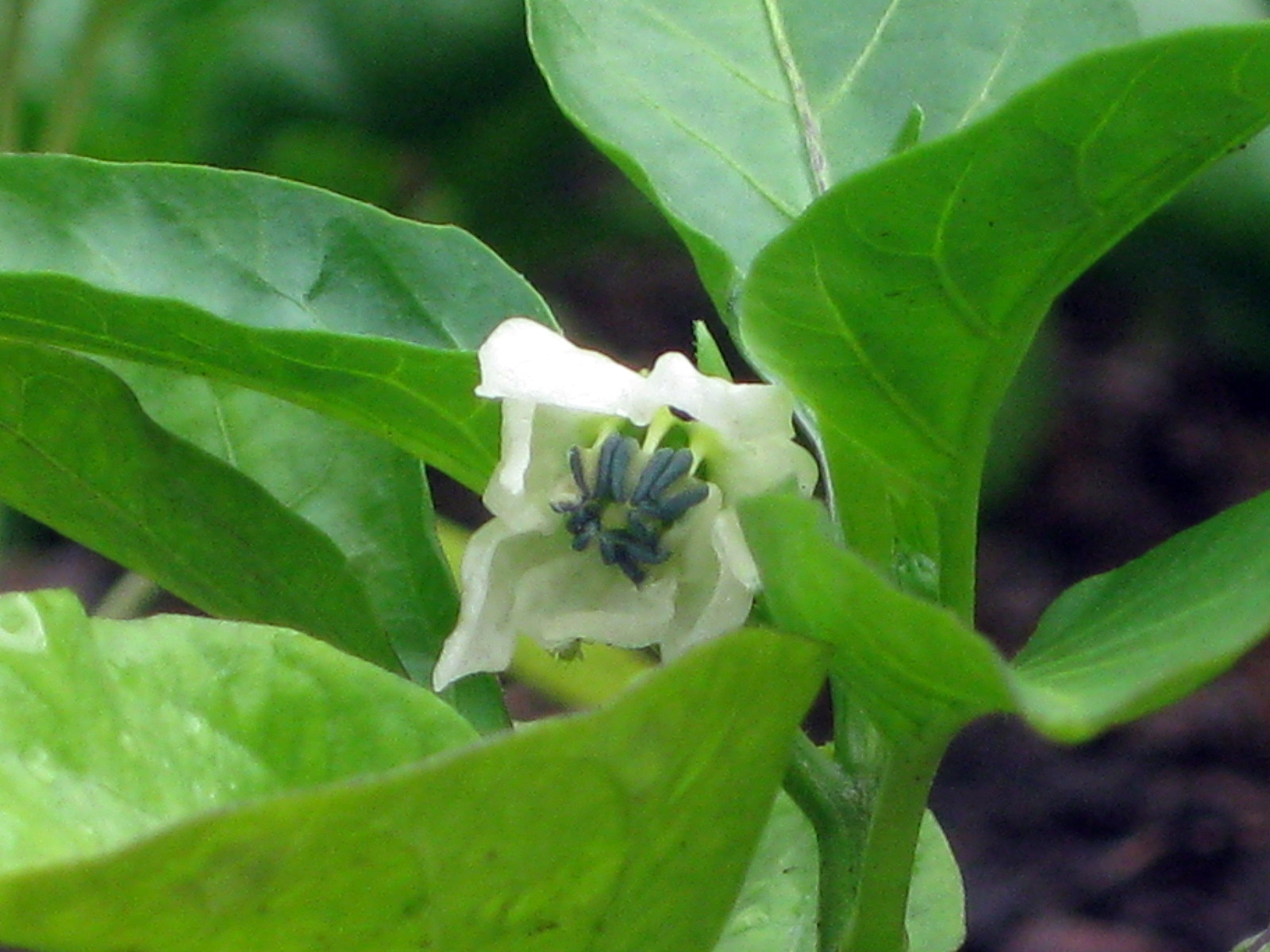 Coaxing Pepper Plants to Bloom