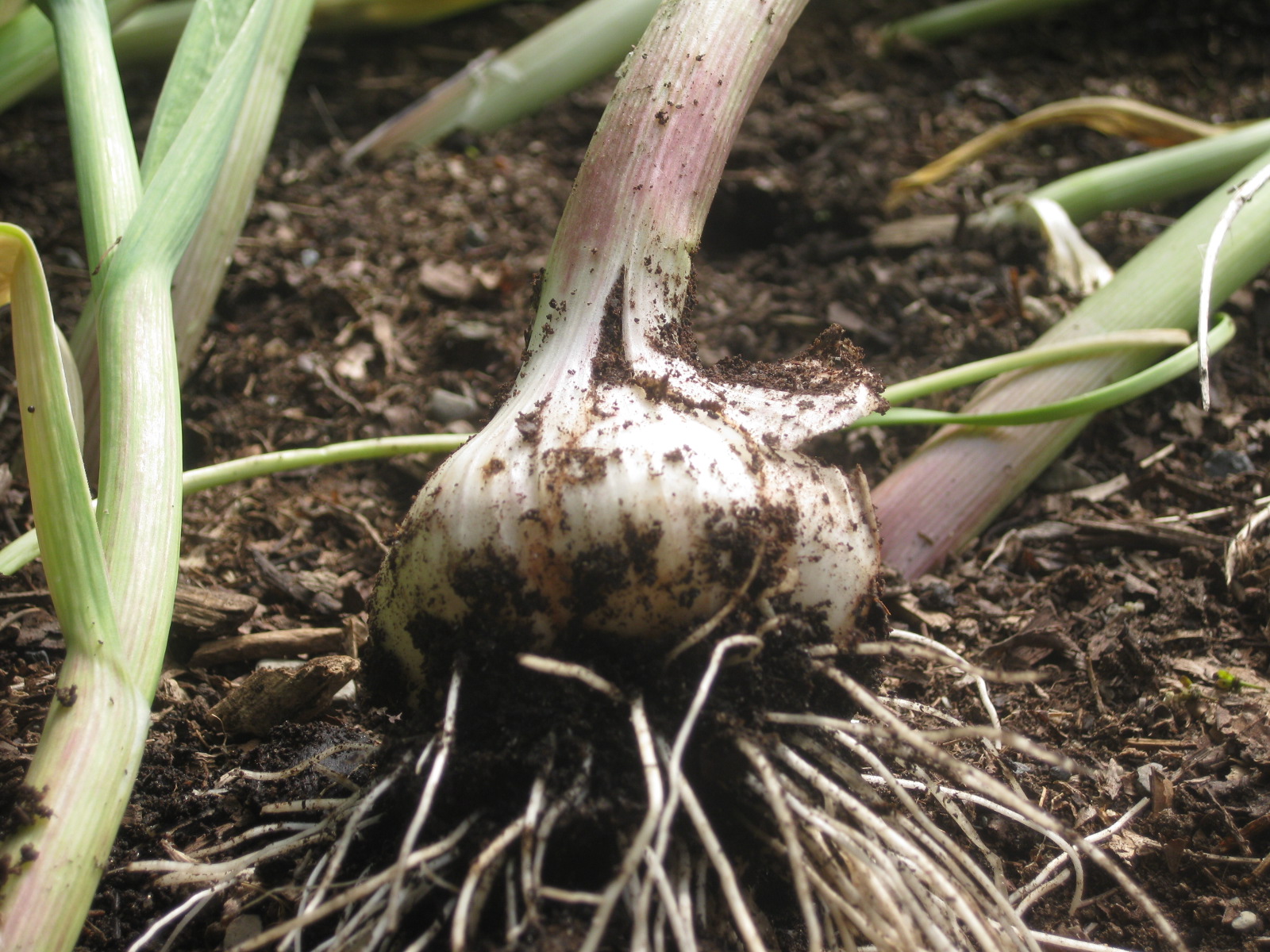 Planting Garlic- Deep Planting, Pre-Chilling & two New types: Siberian & Russian Inferno