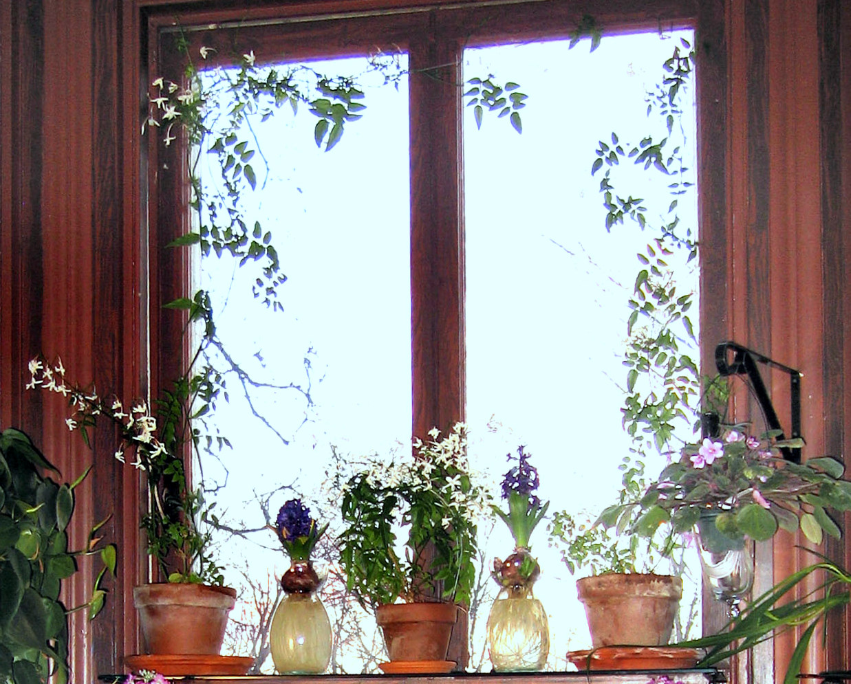 1 Scent Fragrant Jasmine Climber Jasminum Polyanthum Gardening Plant in Pot 