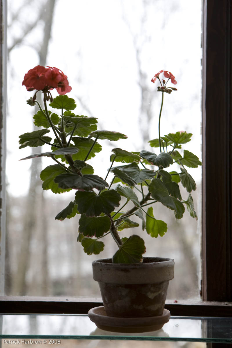 Flowers to Brighten the Indoor Winter Garden