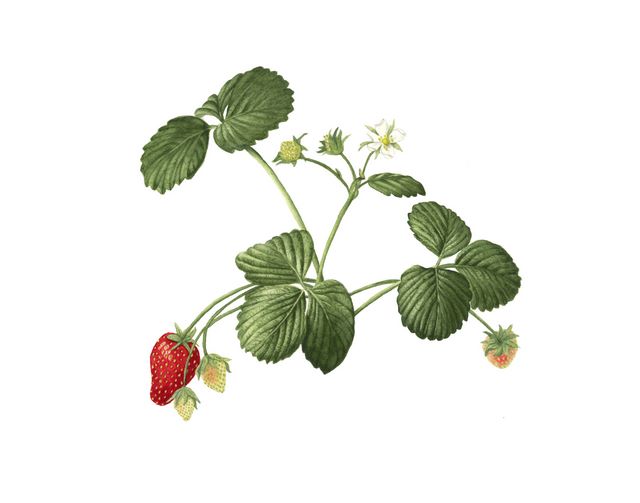 Seascape: My Favorite Spring-to-Frost Strawberries