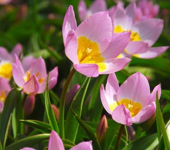 Tip-toe Through the (Species) Tulips