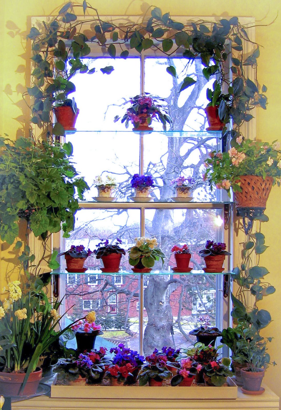 My African Violet Window Garden