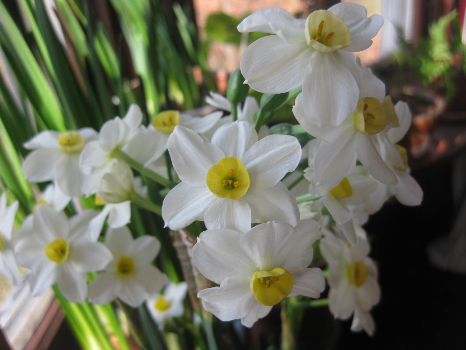 Narcissus ‘Winter Sun’