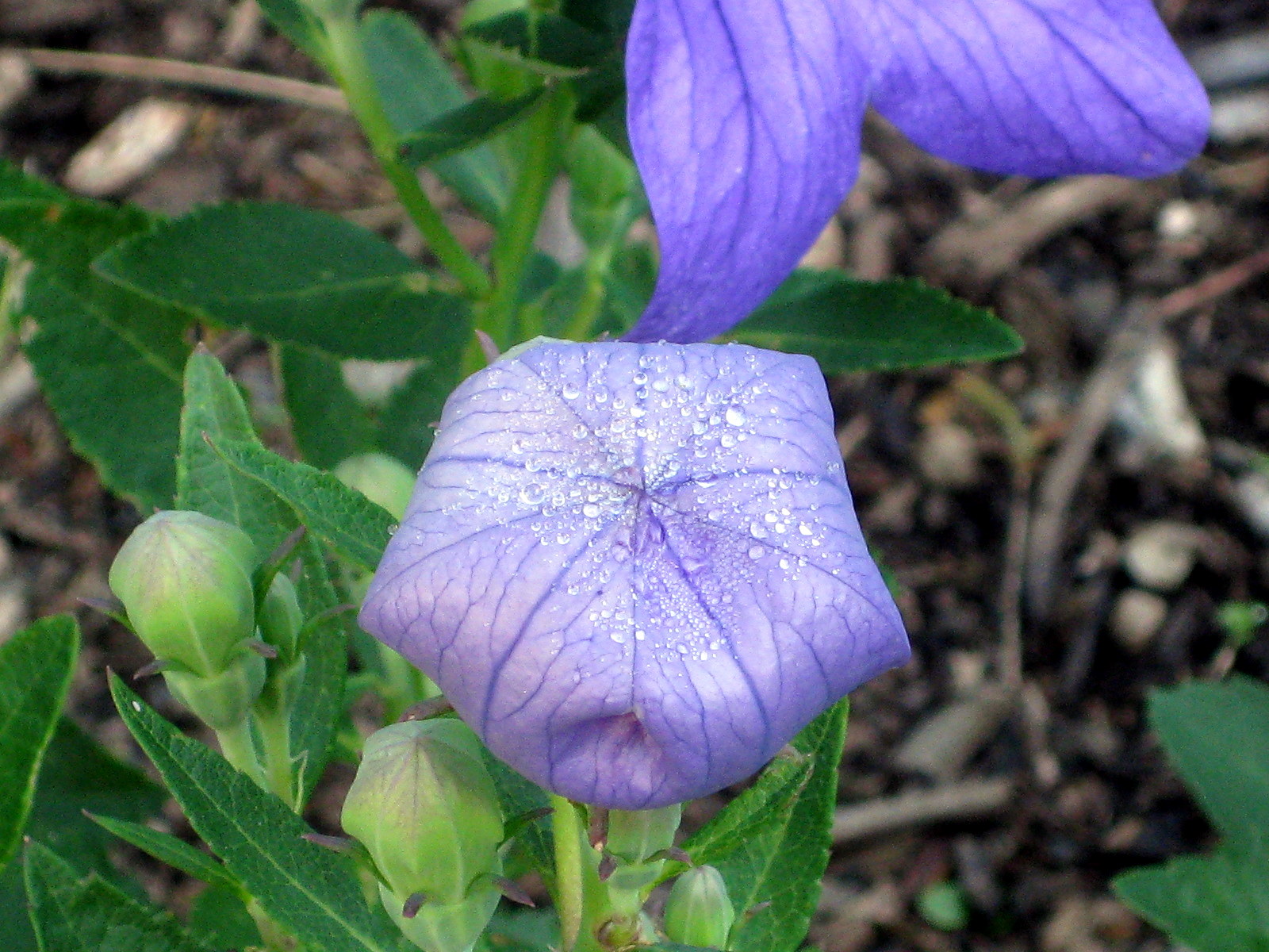 Seeds to Winter-Sow: Platycodon ‘Sentimental Blue’
