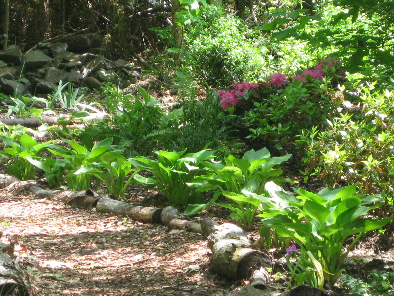 From Wild Patch to Woodland Garden