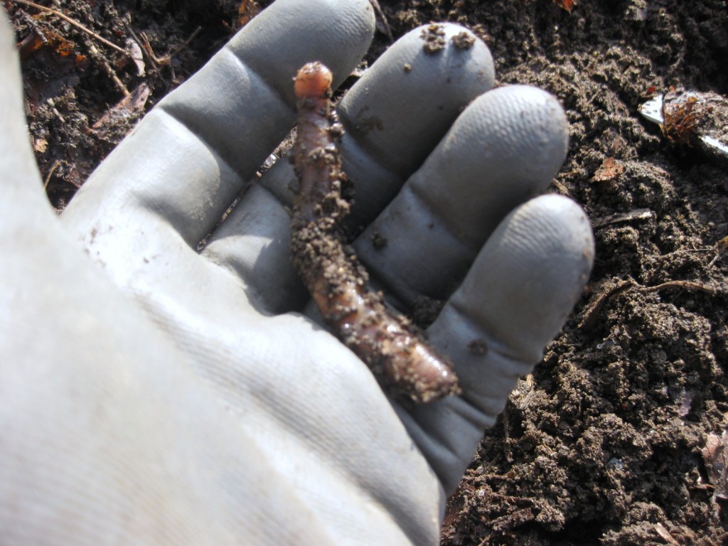 How I Smother Weeds with Newspaper Kevin Lee Jacobs