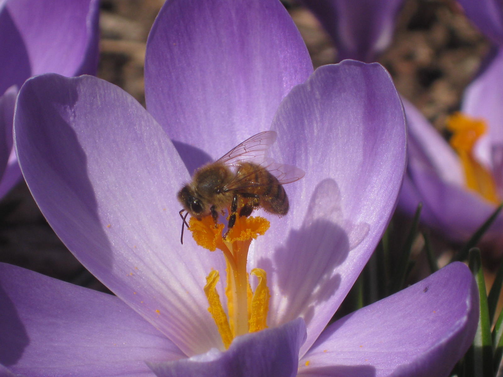 Now in Bloom: March, 2012