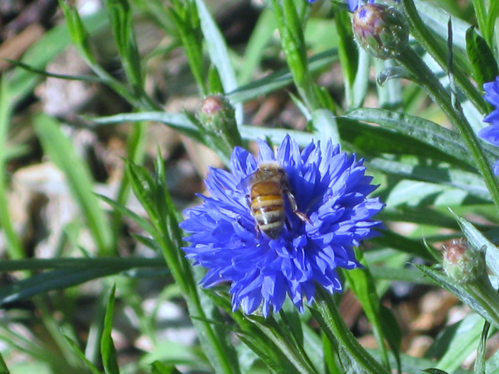 Can You Help the Honey Bees?