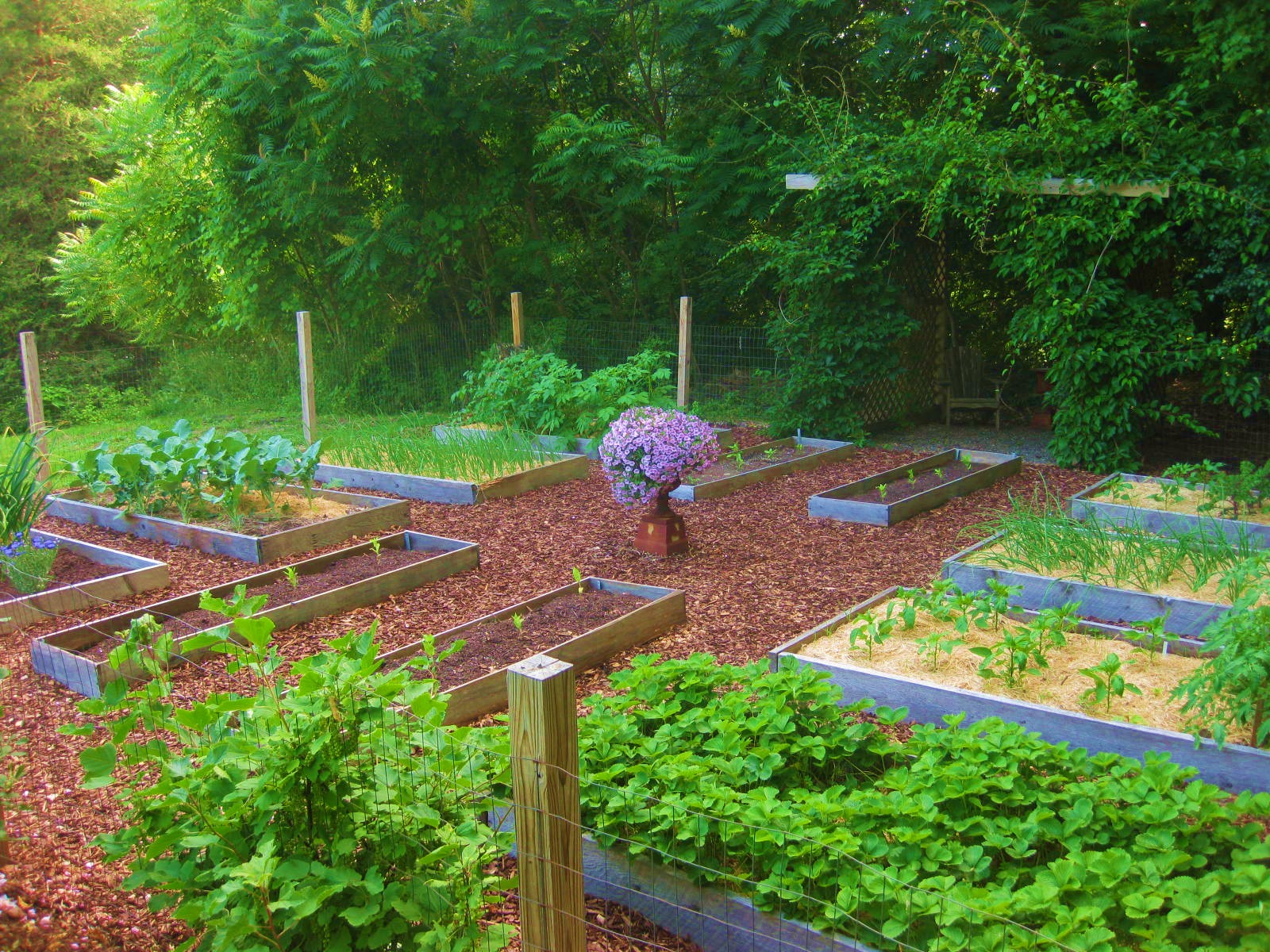 How’s Your Veggie Patch Coming Along?