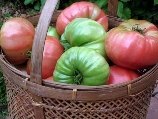 How I Ripen Tomatoes Indoors