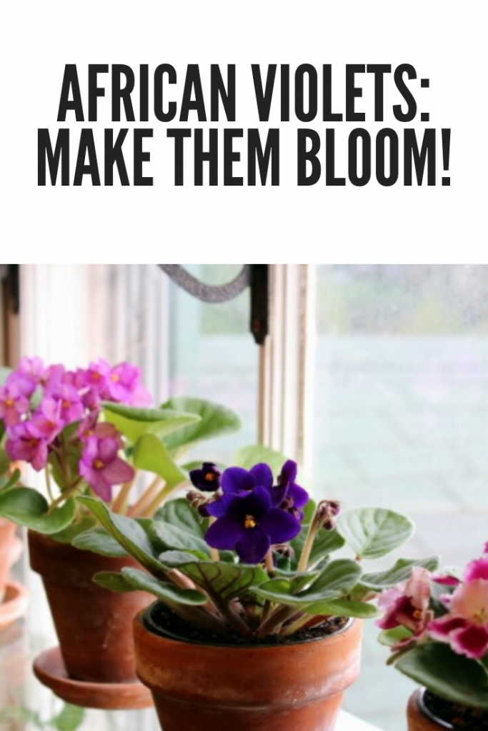 African Violets How to Achieve Constant Bloom Kevin Lee Jacobs