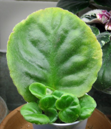 African violet babies growing from mother leaf