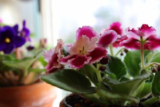 African Violets: How to Achieve Constant Bloom