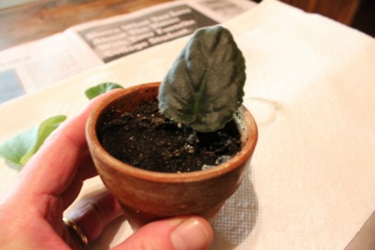 leaf cutting in clay pot