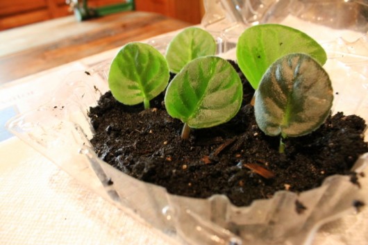inserting leaves for propagation