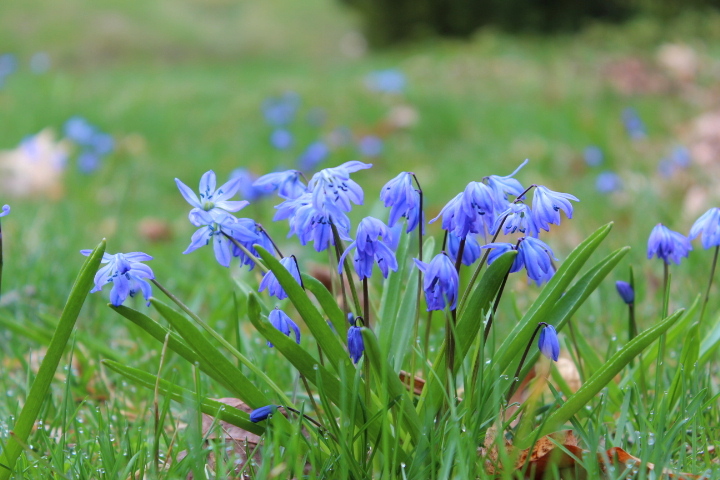Late-April Garden Tour