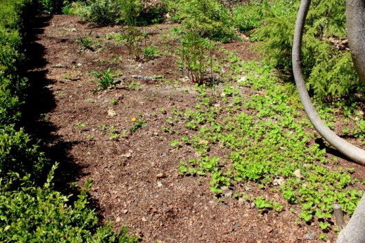 Image of Patch of soil covered in black plastic mulch with a few weeds poking through