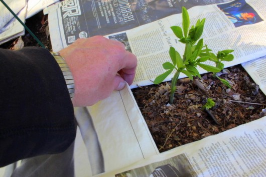 How I Smother Weeds with Newspaper