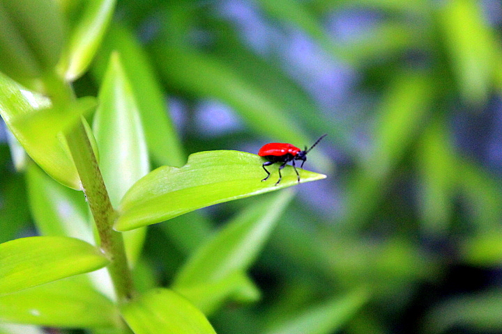 Waging War on the Lily Leaf Beetle