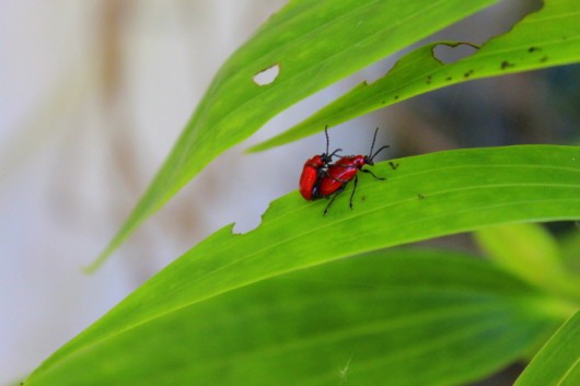 Waging War on the Lily Leaf Beetle – Kevin Lee Jacobs