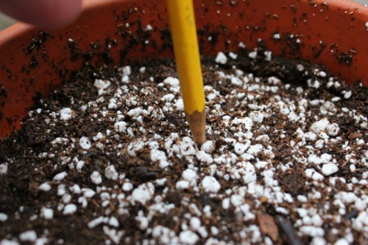 Propagate Petunias for Winter Bloom -- preparing to plant