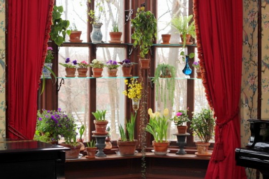 Propagate Petunias for Winter Bloom -- plants blooming in my window garden