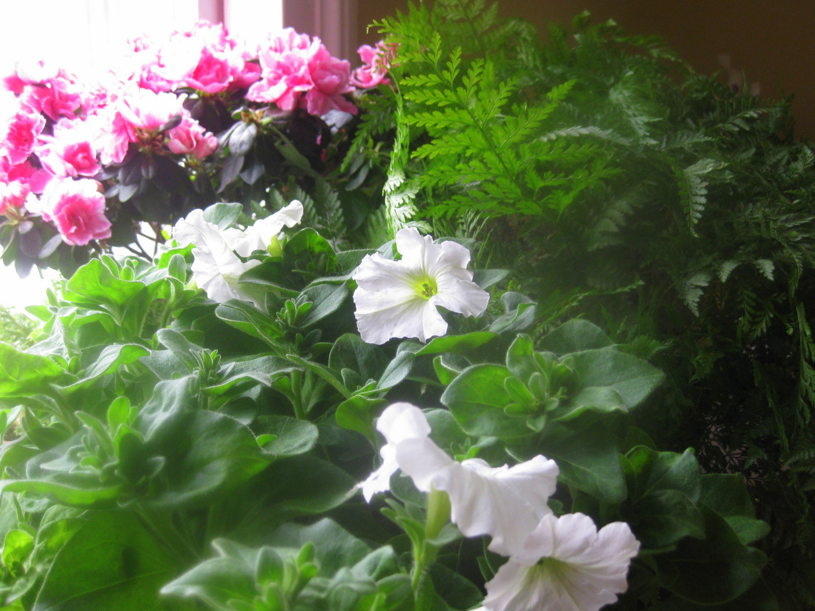 Propagate Petunias for WinterBloom (Updated 2019) Kevin Lee Jacobs