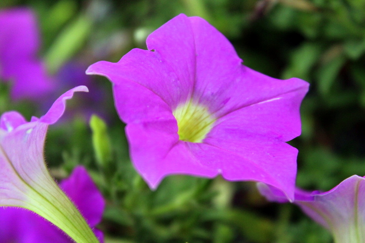 Propagate Petunias for Winter-Bloom (Updated 2019)