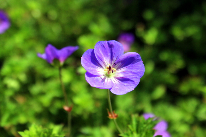 My Garden in Early August