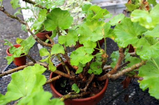 muggen misundelse Tick How I Prepare Geraniums for Winter-Bloom – Kevin Lee Jacobs