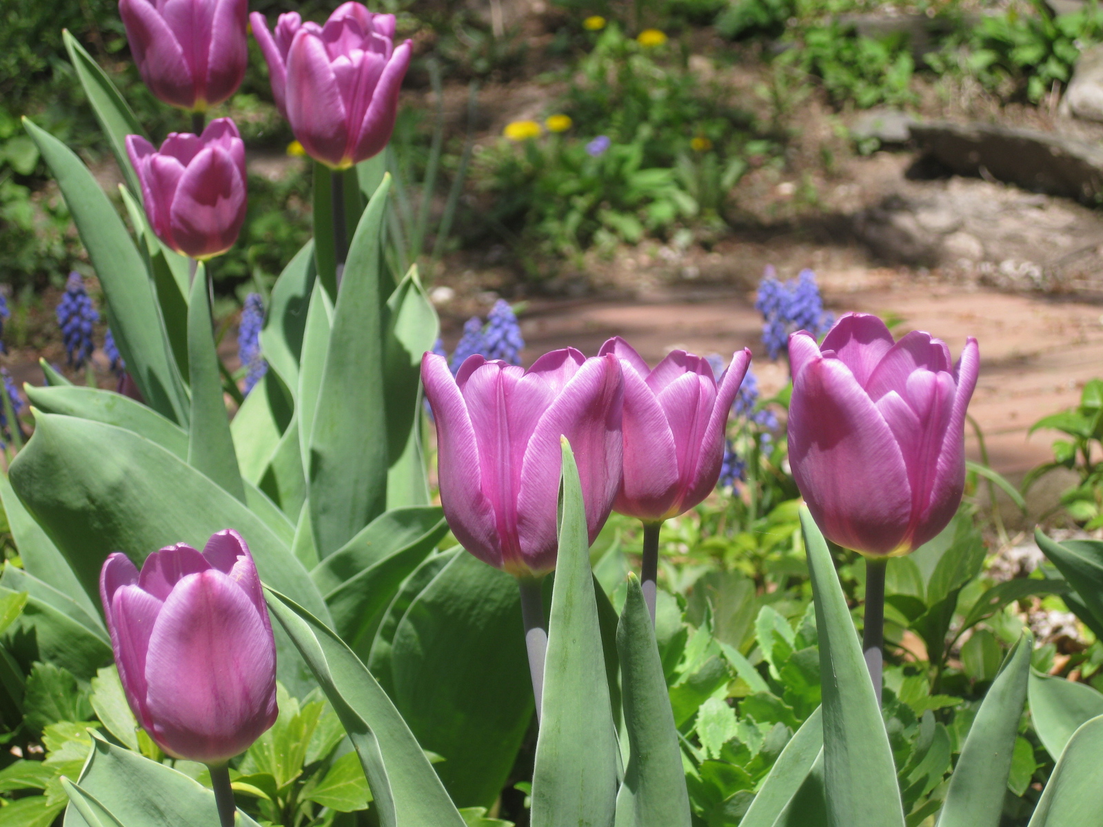 Hardy Perennial Flower Bulbs for Garden /& Balcony /& Terrace 8 Pcs Black Iris Bulbs Flower Bulbs Exotic