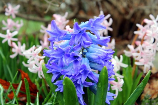 hyacinths 