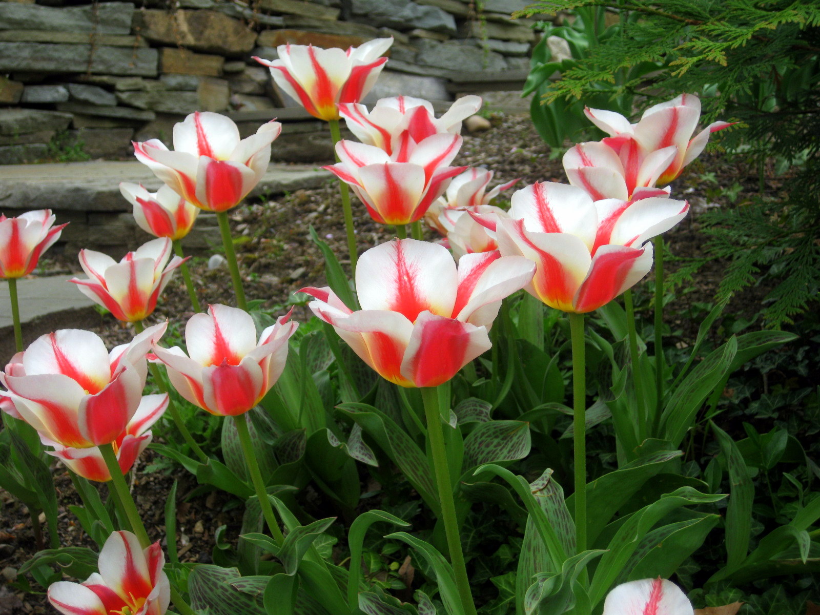 Squirrels Stealing Your Bulbs? Here's Help. Kevin Lee Jacobs