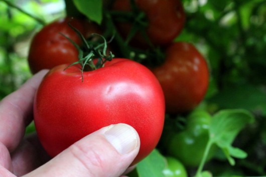 How to Plant and Grow Tomatoes