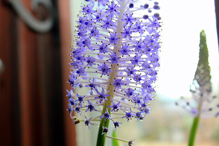 Window Garden Fun: Scilla Madeirensis