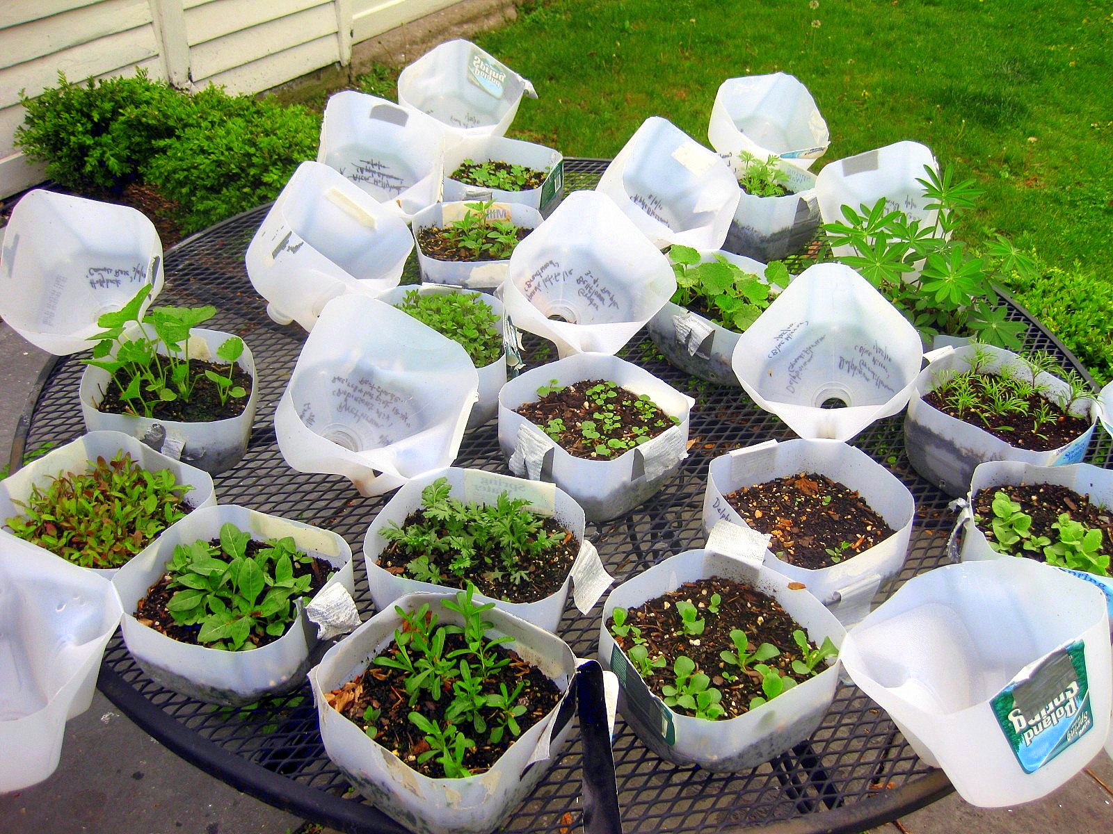 How to Transplant Winter-Sown Seedlings