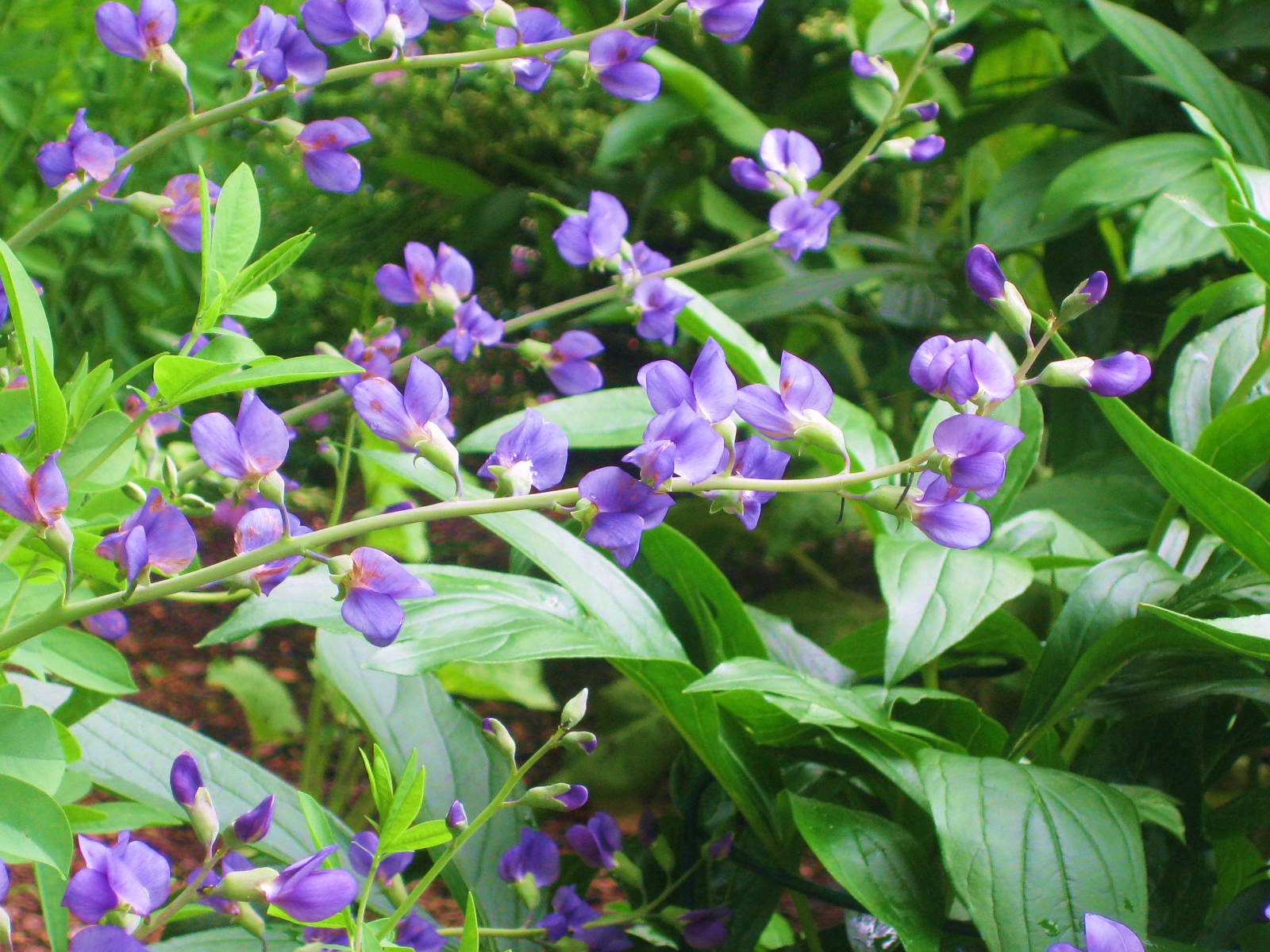 16 Flowers to WinterSow Kevin Lee Jacobs