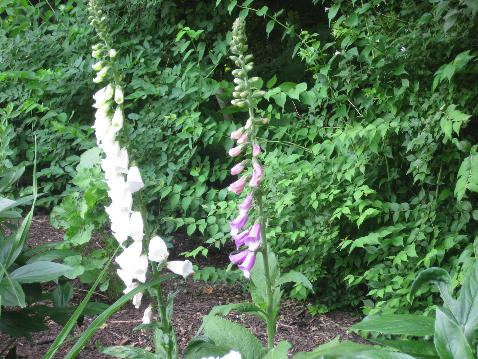 16 Flowers to WinterSow Kevin Lee Jacobs