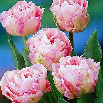 tulipa angelique