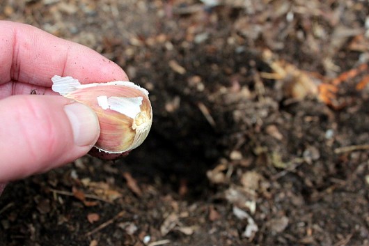 How I Plant, Grow, Harvest and Store Garlic