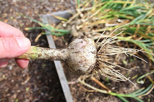 freshly dug garlic 