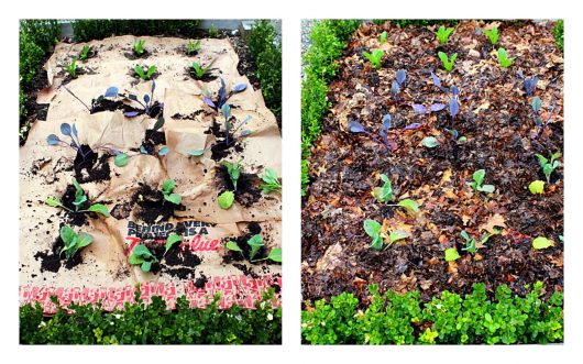 cabbage bed, before and after mulching paint jpg