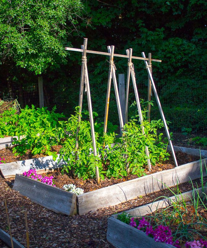 Your July Veggie Garden Report…and Mine