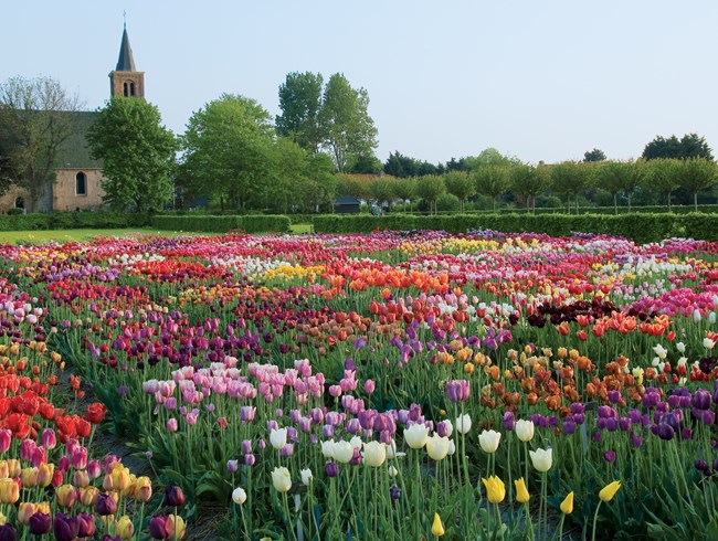 field-of-tulips-hortus-bulborum-hortus-bulborum_11351