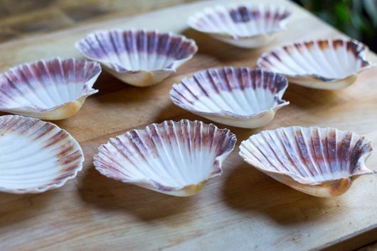 Coquilles St. Jacques - the scallop shells