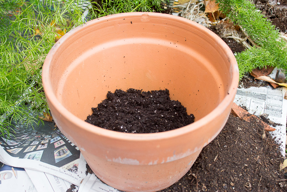 A Great Houseplant Asparagus Fern Kevin Lee Jacobs